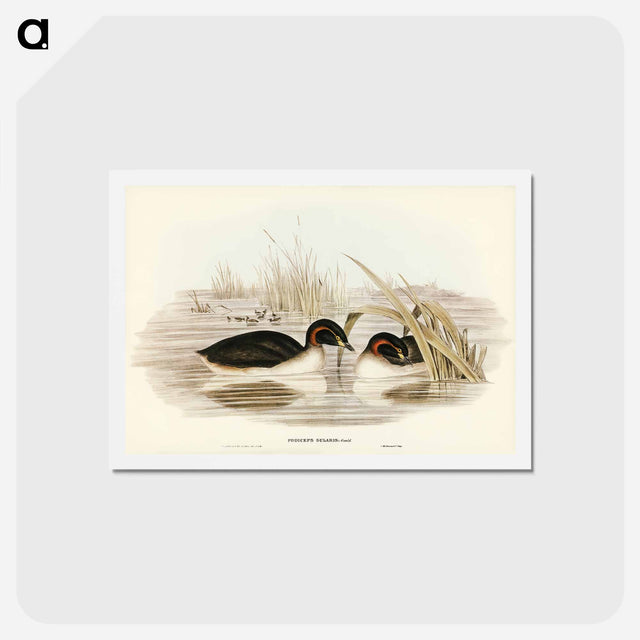 アートポストカード-Black-throated Grebe
 - ジョン グールド Postcard.