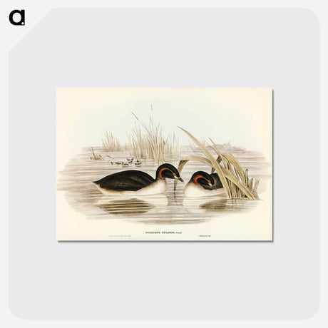 アートポストカード-Black-throated Grebe
 - ジョン グールド Postcard.