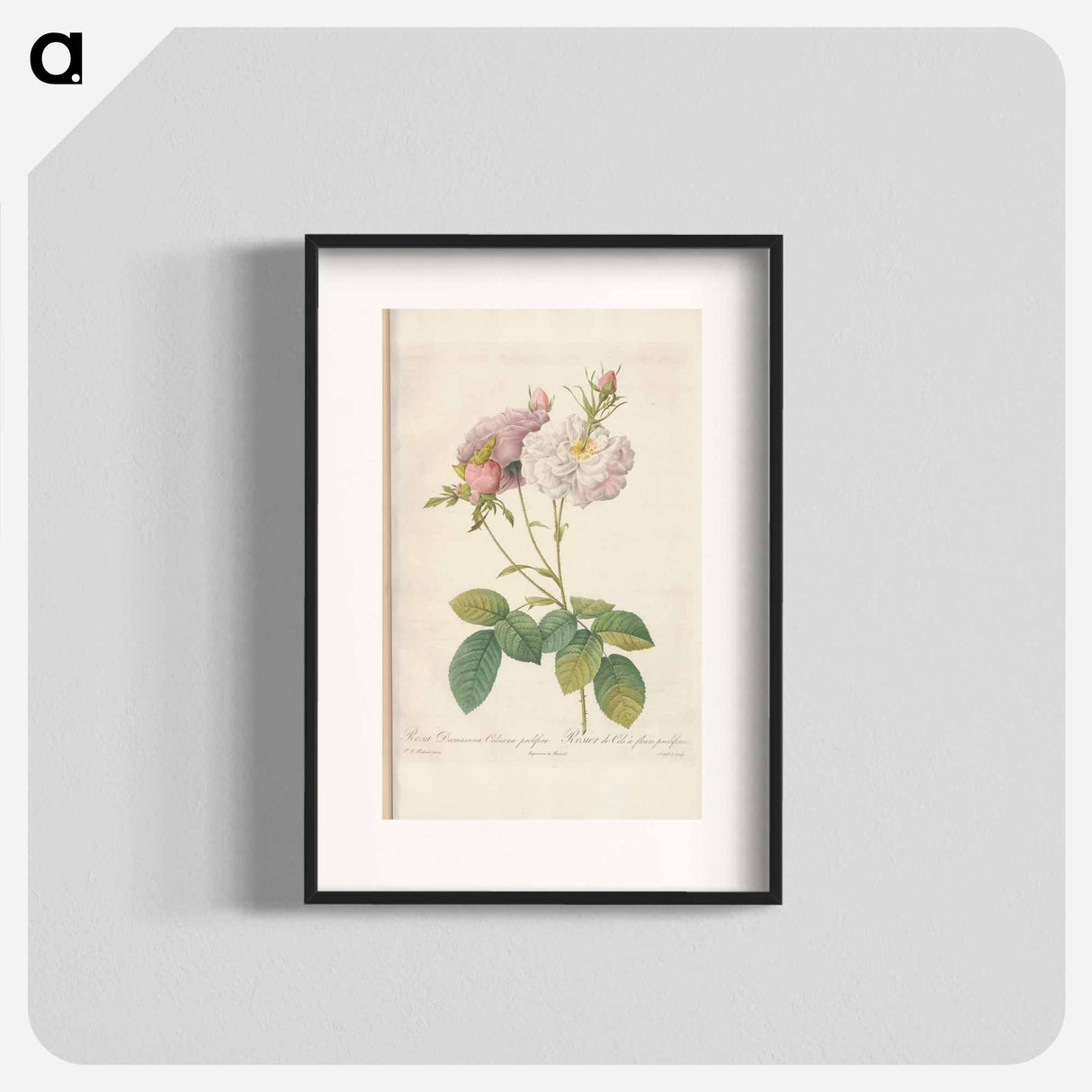 Rose illustration - Pierre Joseph Redouté Poster.