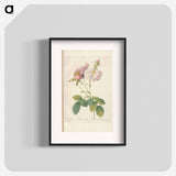 Rose illustration - Pierre Joseph Redouté Poster.