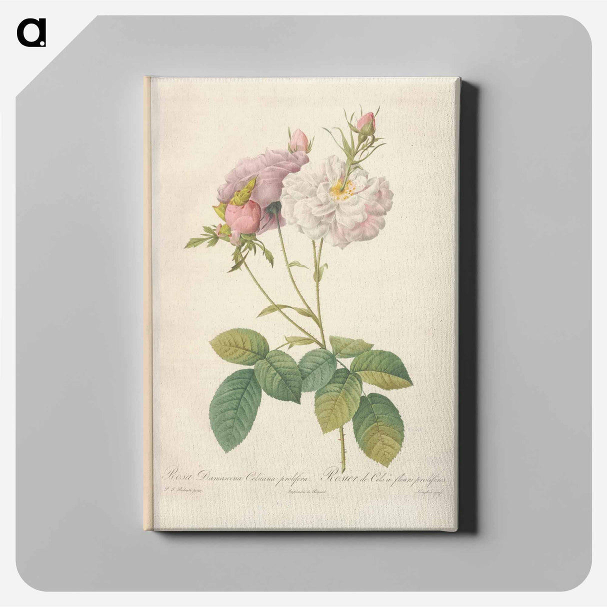 アートパネル-Rose illustration - ピエール ジョゼフ ルドゥーテ Canvas.