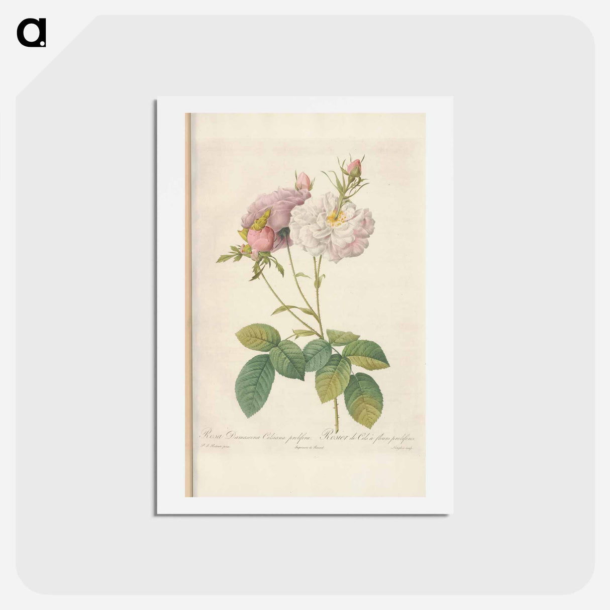 アートポストカード-Rose illustration - ピエール ジョゼフ ルドゥーテ Postcard.