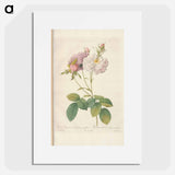 Rose illustration - Pierre Joseph Redouté Poster.
