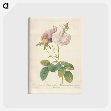 アートポストカード-Rose illustration - ピエール ジョゼフ ルドゥーテ Postcard.