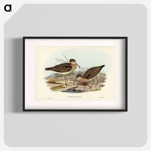 Little Whimbrel
 - オーストラリアの鳥 Poster.