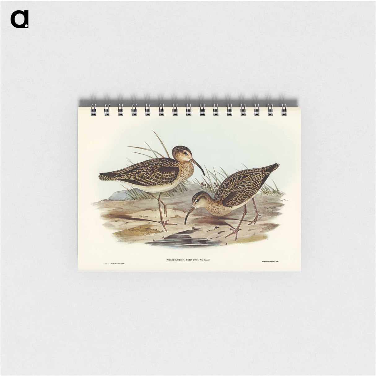 アートメモ帳-Little Whimbrel
 - オーストラリアの鳥 Memo.