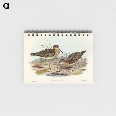 アートメモ帳-Little Whimbrel
 - オーストラリアの鳥 Memo.