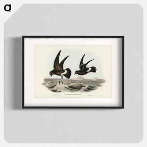 アートポスター-Wilson's Storm Petrel
 - ジョン グールド Poster.