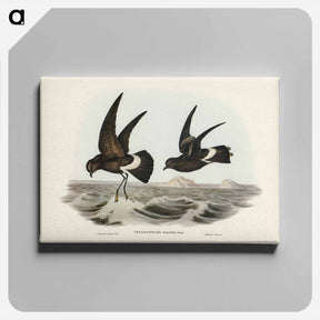 アートパネル-Wilson's Storm Petrel
 - ジョン グールド Canvas.