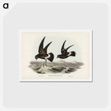 アートポストカード-Wilson's Storm Petrel
 - ジョン グールド Postcard.