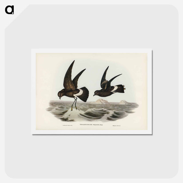 アートポストカード-Wilson's Storm Petrel
 - ジョン グールド Postcard.