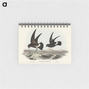 アートメモ帳-Wilson's Storm Petrel
 - ジョン グールド Memo.