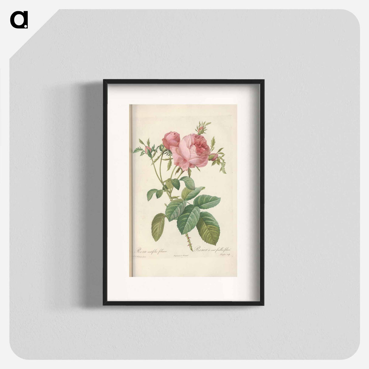 Rose illustration - Pierre Joseph Redouté Poster.