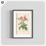 Rose illustration - Pierre Joseph Redouté Poster.