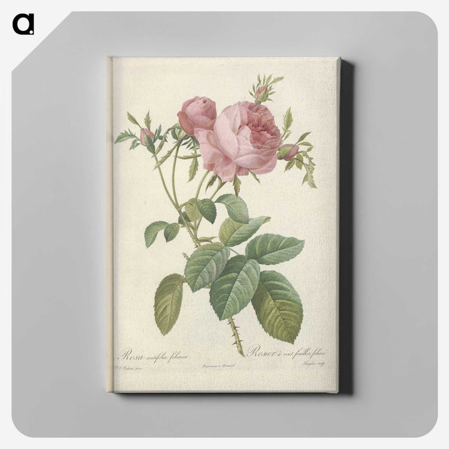 7-47_Pierre-Joseph-Redoute_canvas