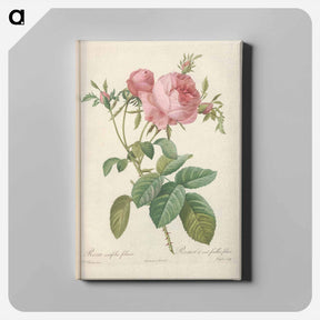 アートパネル-Rose illustration - ピエール ジョゼフ ルドゥーテ Canvas.
