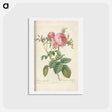 アートポストカード-Rose illustration - ピエール ジョゼフ ルドゥーテ Postcard.