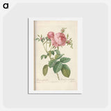 アートポストカード-Rose illustration - ピエール ジョゼフ ルドゥーテ Postcard.