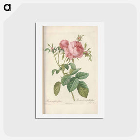 アートポストカード-Rose illustration - ピエール ジョゼフ ルドゥーテ Postcard.