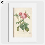 Rose illustration - Pierre Joseph Redouté Poster.