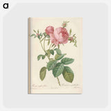 アートポストカード-Rose illustration - ピエール ジョゼフ ルドゥーテ Postcard.