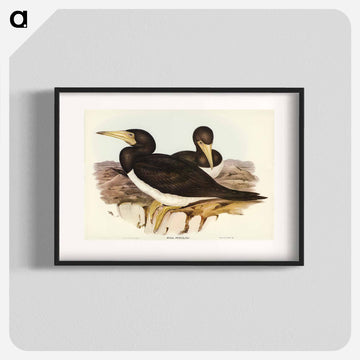 Brown Gannet
 - オーストラリアの鳥 Poster.