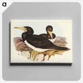 アートパネル-Brown Gannet
 - オーストラリアの鳥 Canvas.