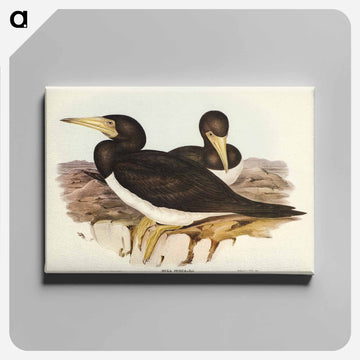 Brown Gannet
 - オーストラリアの鳥 Canvas.