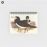 アートメモ帳-Brown Gannet
 - オーストラリアの鳥 Memo.