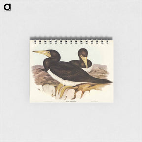 アートメモ帳-Brown Gannet
 - オーストラリアの鳥 Memo.