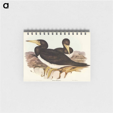 アートメモ帳-Brown Gannet
 - オーストラリアの鳥 Memo.
