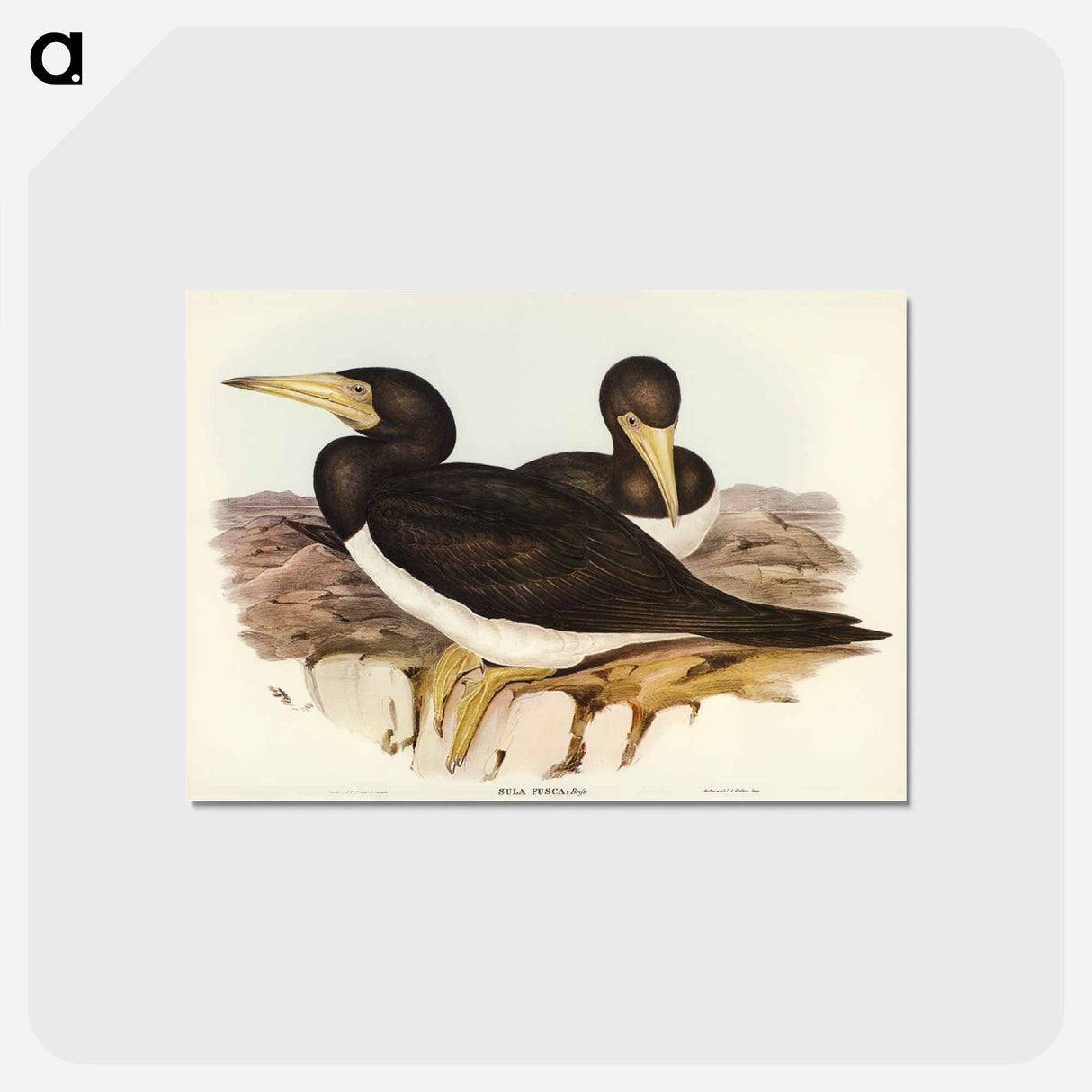 アートポストカード-Brown Gannet
 - オーストラリアの鳥 Postcard.