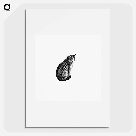 アートポスター-Domestic Cat from Aileen Aroon, A Memoir Of A Dog
 - 大英図書館 Poster.
