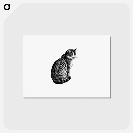 アートポストカード-Domestic Cat from Aileen Aroon, A Memoir Of A Dog
 - 大英図書館 Postcard.