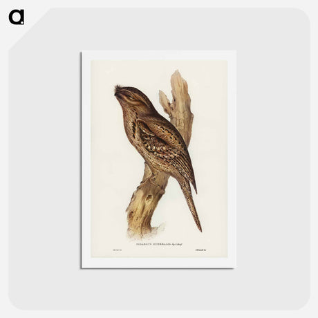 アートポストカード-Tawny-shouldered Frogmouth
 - ジョン グールド Postcard.