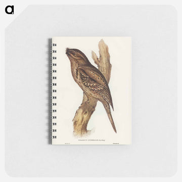 Tawny-shouldered Frogmouth
 - ジョン グールド Memo.