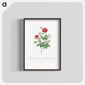 アートポスター-Burgundy Cabbage Rose - ピエール ジョゼフ ルドゥーテ Poster.