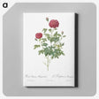 7-48_Pierre-Joseph-Redoute_canvas