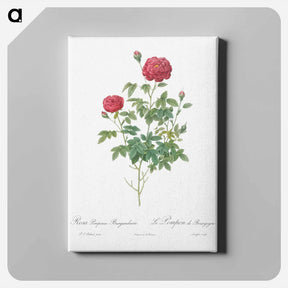 アートパネル-Burgundy Cabbage Rose - ピエール ジョゼフ ルドゥーテ Canvas.