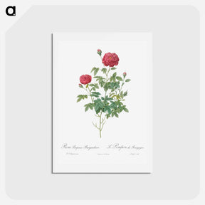 アートポストカード-Burgundy Cabbage Rose - ピエール ジョゼフ ルドゥーテ Postcard.