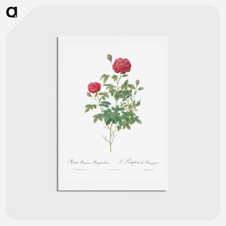 アートポストカード-Burgundy Cabbage Rose - ピエール ジョゼフ ルドゥーテ Postcard.
