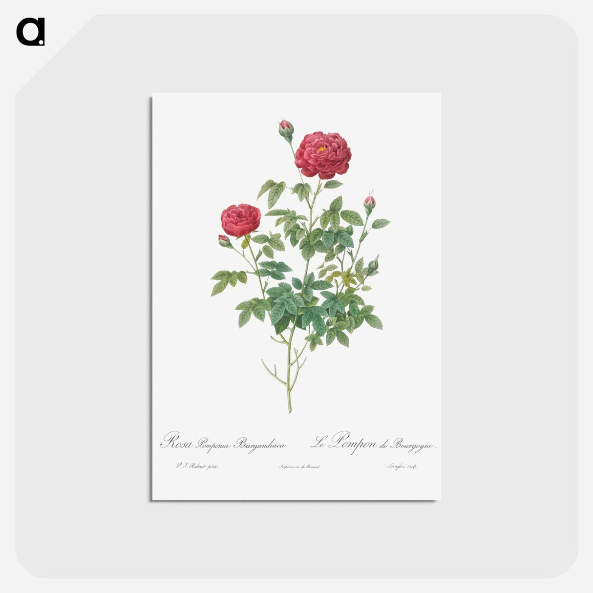 アートポストカード-Burgundy Cabbage Rose - ピエール ジョゼフ ルドゥーテ Postcard.