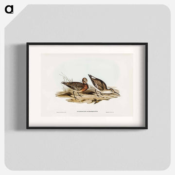 Curlew Sandpiper
 - オーストラリアの鳥 Poster.