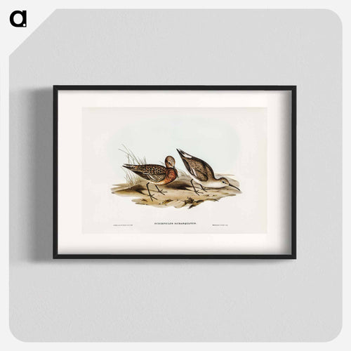 Curlew Sandpiper
 - オーストラリアの鳥 Poster.