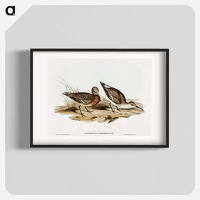 アートポスター-Curlew Sandpiper
 - オーストラリアの鳥 Poster.