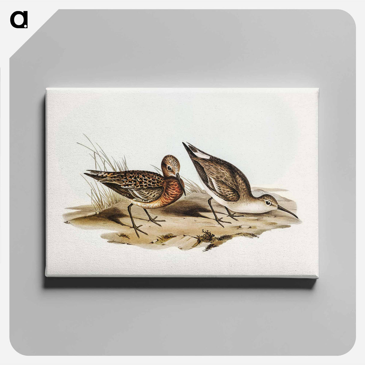 Curlew Sandpiper
 - オーストラリアの鳥 Canvas.