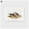 アートポストカード-Curlew Sandpiper
 - オーストラリアの鳥 Postcard.