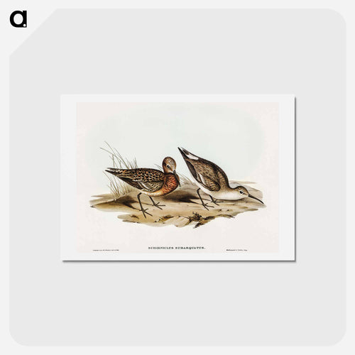 Curlew Sandpiper
 - オーストラリアの鳥 Postcard.