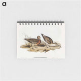 アートメモ帳-Curlew Sandpiper
 - オーストラリアの鳥 Memo.