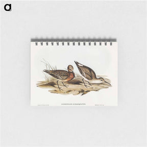 アートメモ帳-Curlew Sandpiper
 - オーストラリアの鳥 Memo.